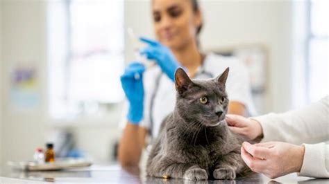 pet insurance that covers vaccinations and neutering